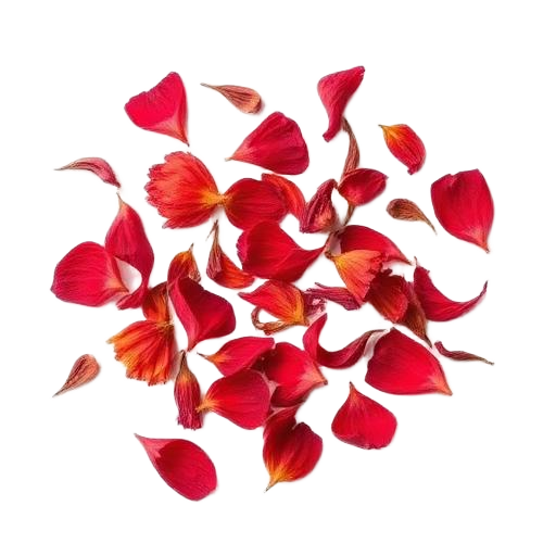 Pétalos secos de flor de jamaica